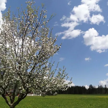 Steinkellner Διαμέρισμα *