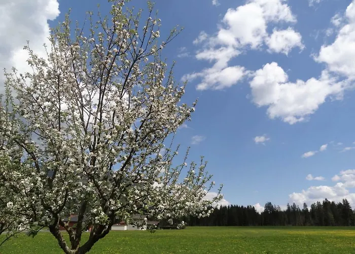 Steinkellner アパート *